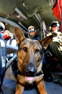 Aerial training exercise for K-9 units 131118-N-OX321-144