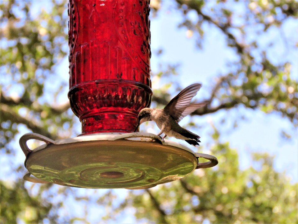 Hummingbird wings wildlife