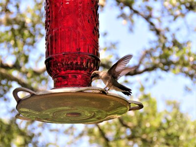 Hummingbird wings wildlife