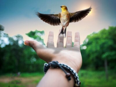 Imagination creativity surrealism