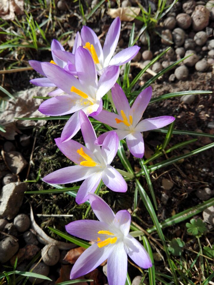 Plants crocus purple
