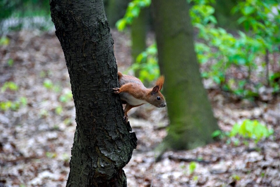 Nature tree animal