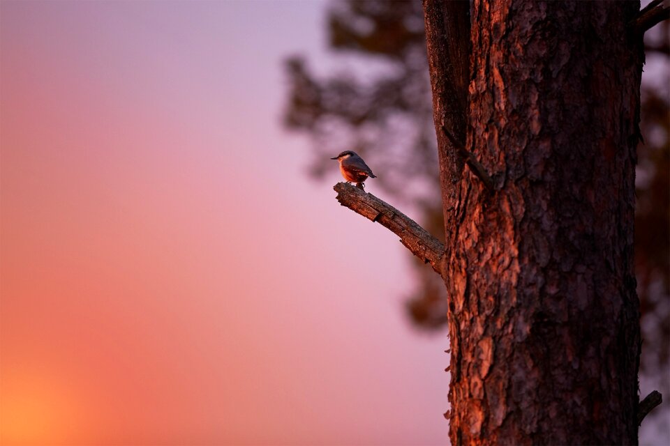 Branch wood bird