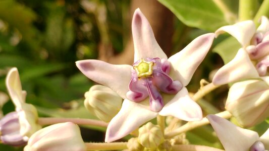 Flower violet petal