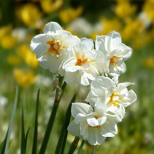 Filled small flower yellow
