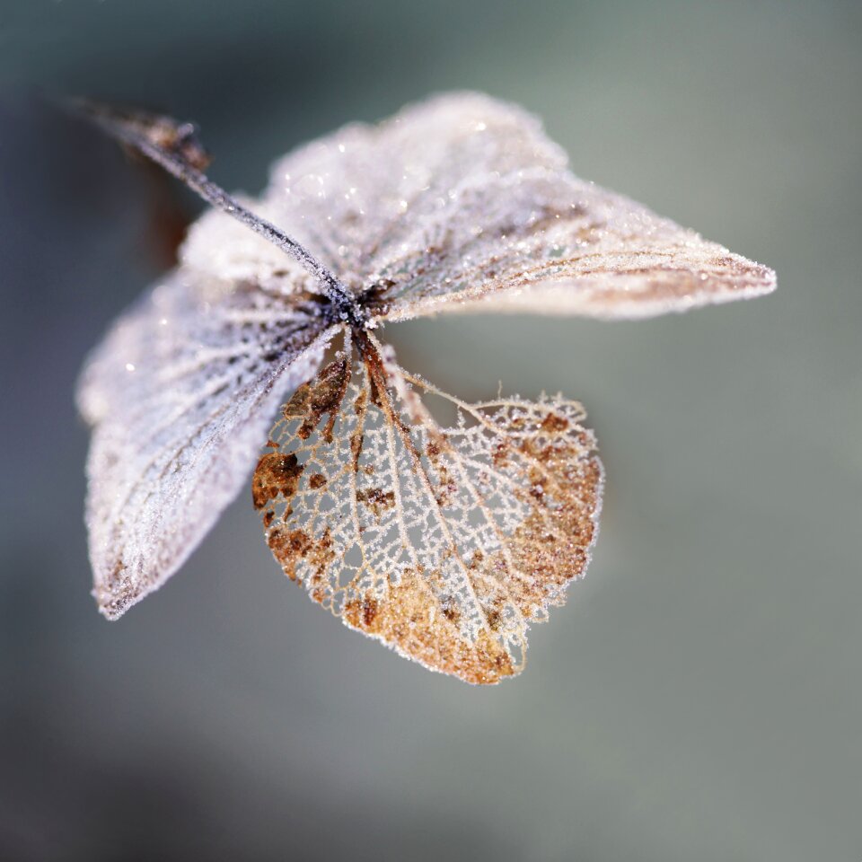 Ice cold nature