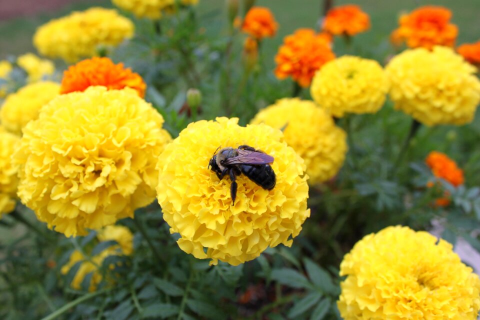 Flowers sucking bee nature