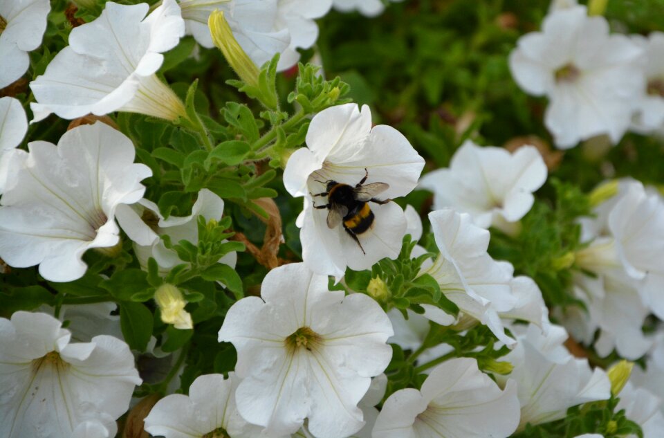 Forage summer flowers nature