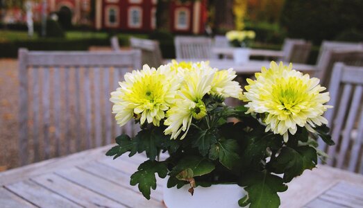 Flowers wood tables photo