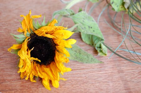 Dying wilting yellow