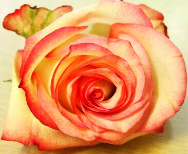 Single flower pink rose flower photo