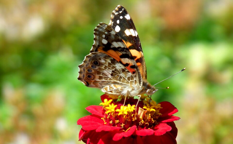 At the court of flower zinnia