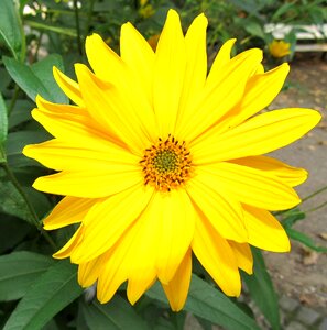Plant flower yellow flower