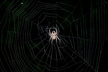 Cobweb trap intricacy photo