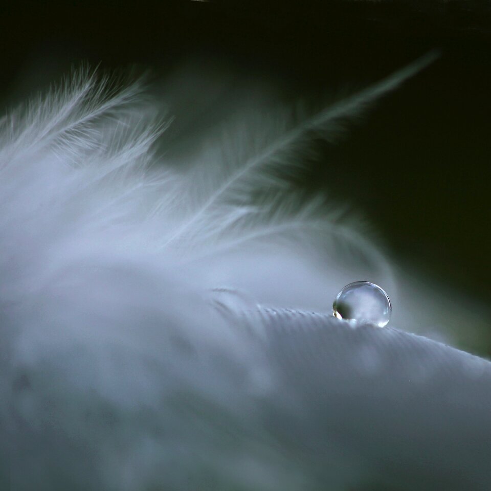 Water feathers crying