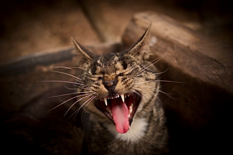 Animal world domestic cat young cat