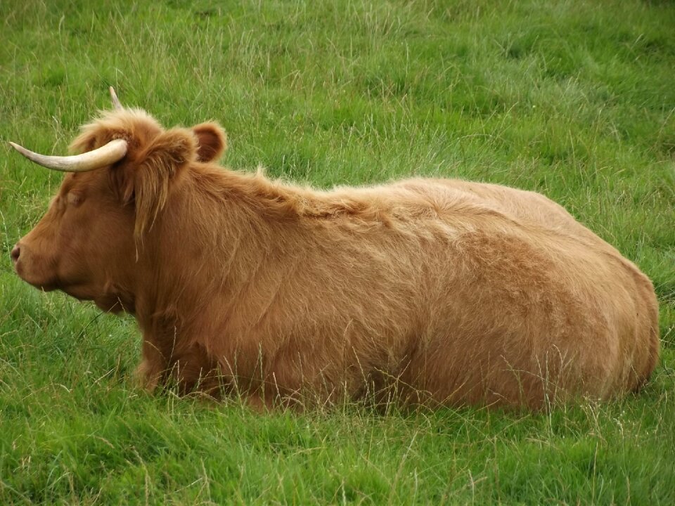 Cattle animal highland photo