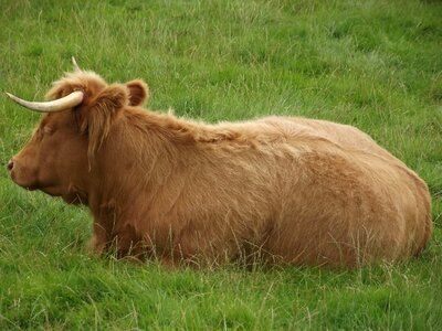 Cattle animal highland photo