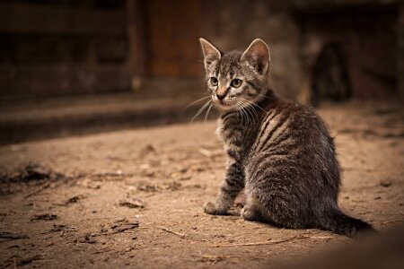 Cat mammal kitten photo