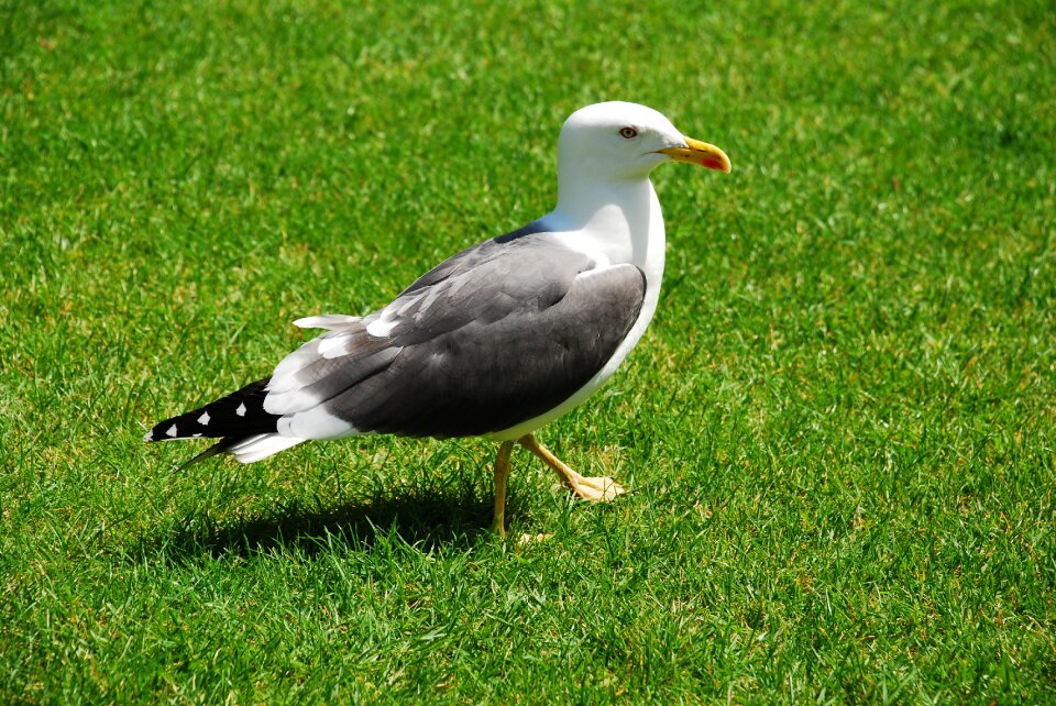 Bird seevogel animals