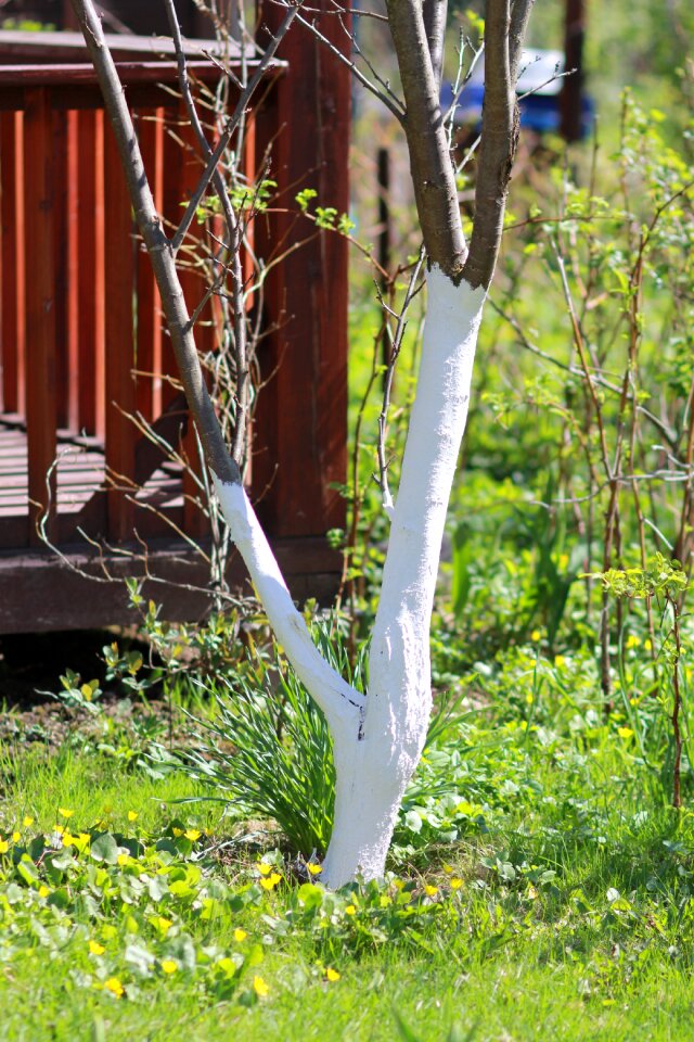 Garden nature vegetable garden