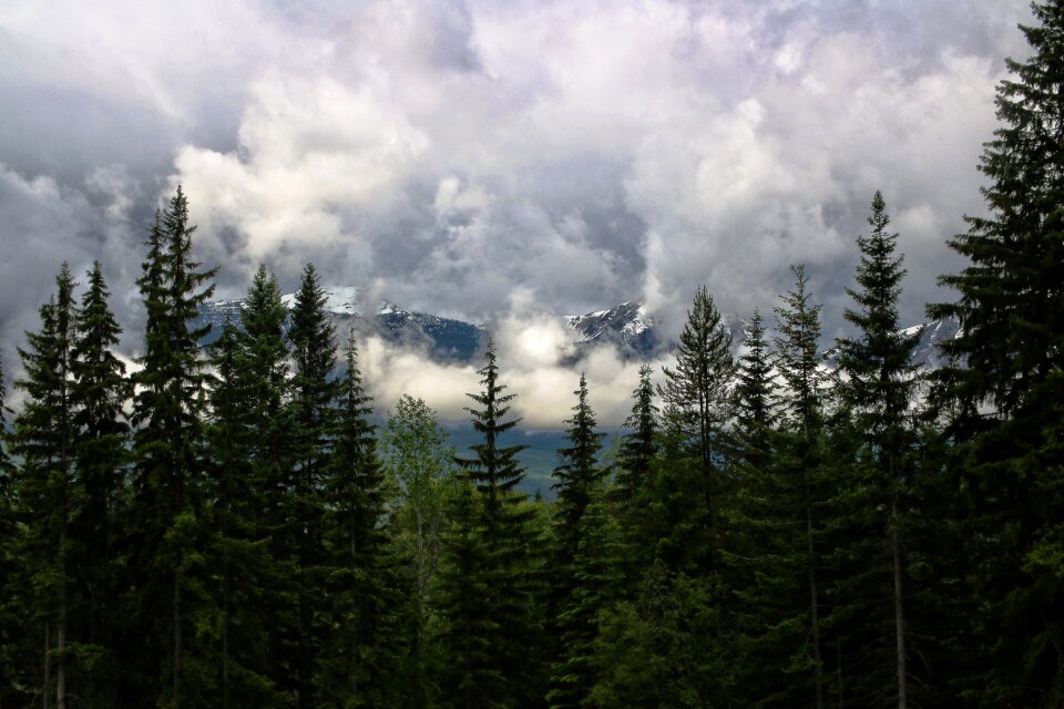Forest clouds sky