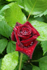 Drip romantic flowers