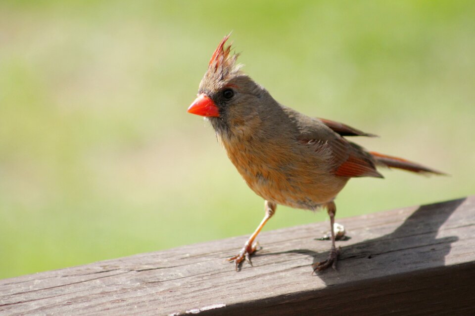 Female cardinal outdoors wild