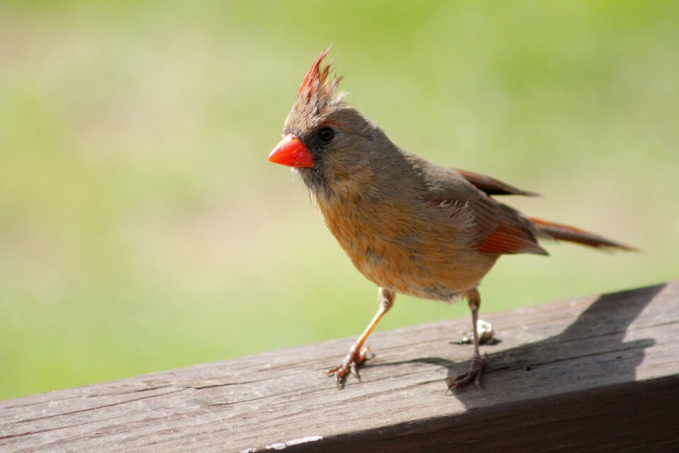 Female cardinal outdoors wild photo