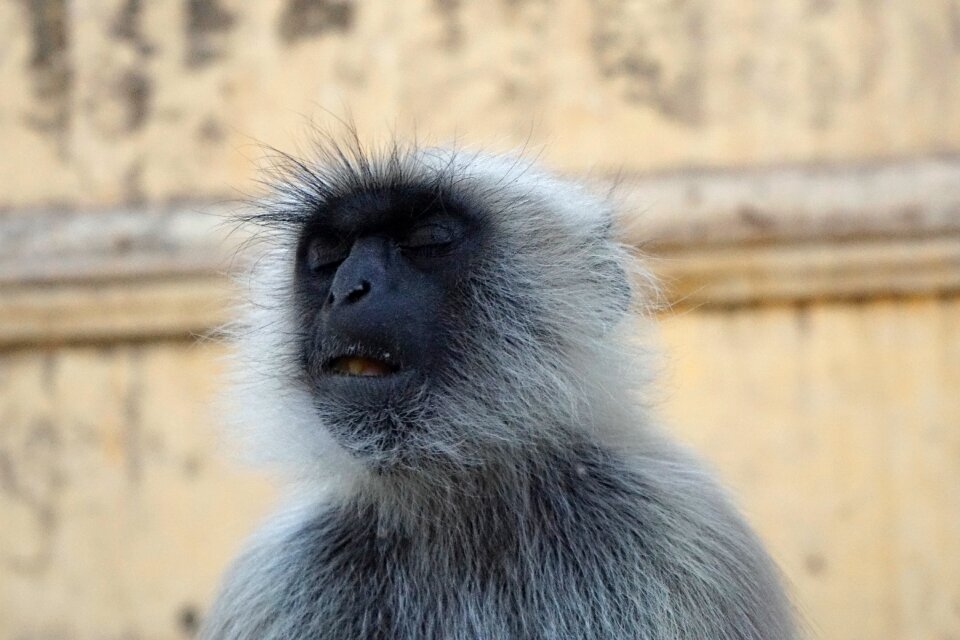 Mammal animal portrait