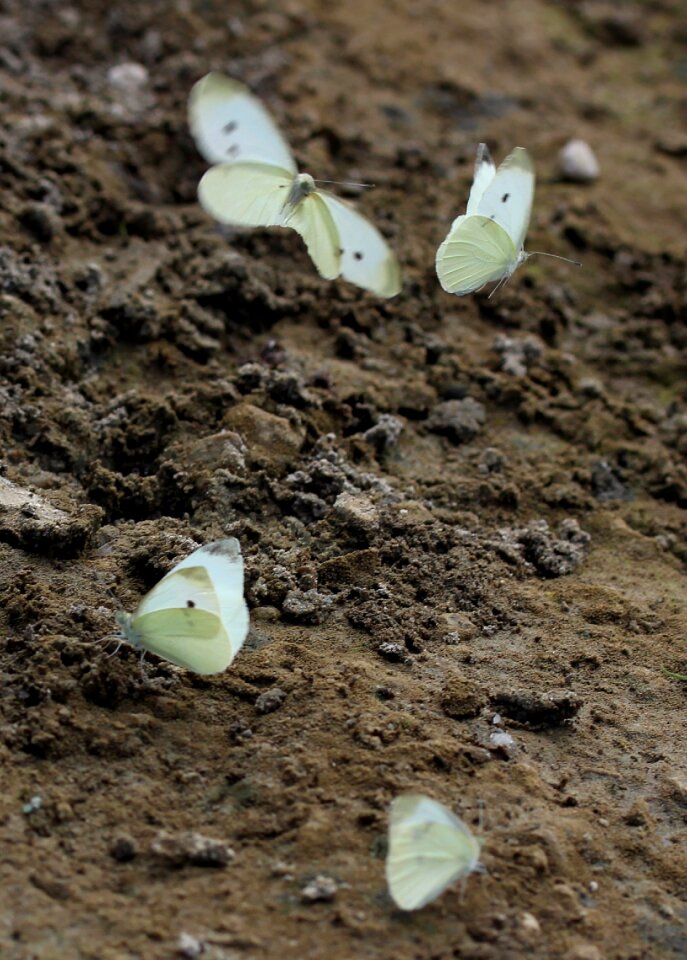 Insecta sand wings