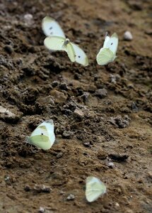 Insecta sand wings photo