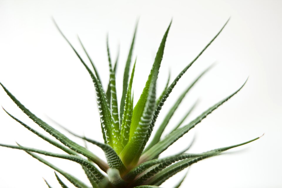Plants tabitha mini potted