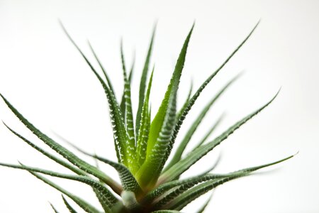 Plants tabitha mini potted