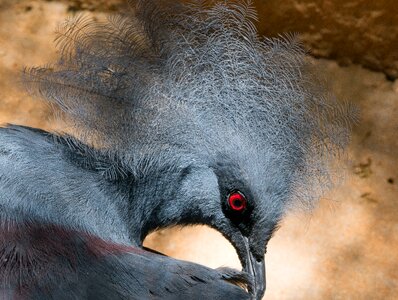 Zoo feathers preening