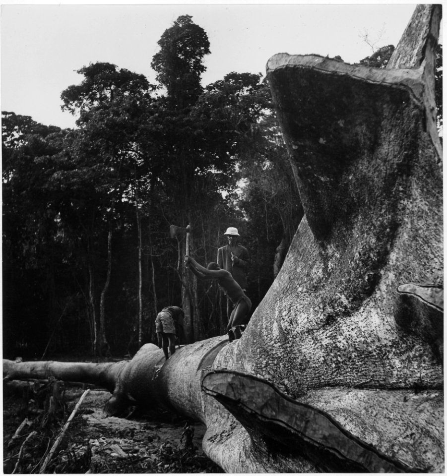 Africa. French Equatorial Africa. Clearing the jungle and forest areas is slow going - NARA - 541648