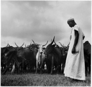Africa. French Equatorial Africa. The zebu herd (oxen) arrive at Compagnie Miniere de l' Oubanghi headquarters in... - NARA - 541651