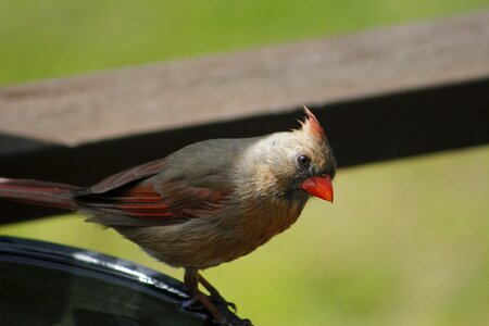 Female cardinal outdoors wild