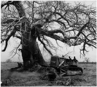 Africa. French West Africa. Baobab trees present a big problem in clearing the land for planting. Poison is bored... - NARA - 541633