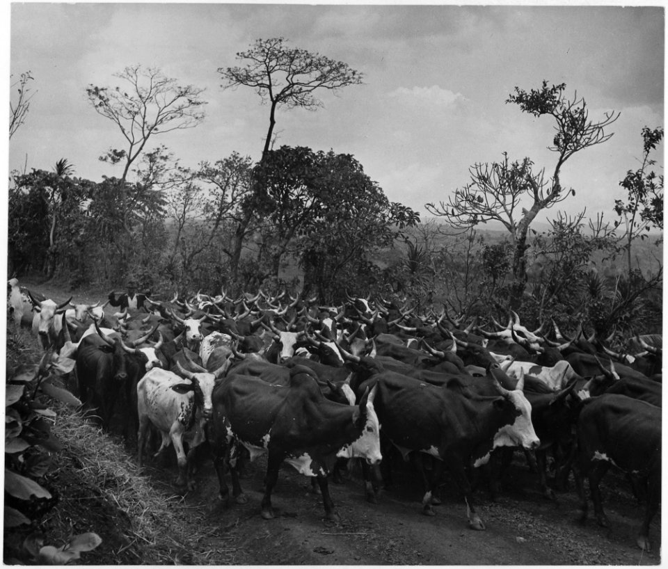 Africa. Cameroons. Athough cattle raising is restricted to the northern part of the Cameroons because the tsetse fly... - NARA - 541654