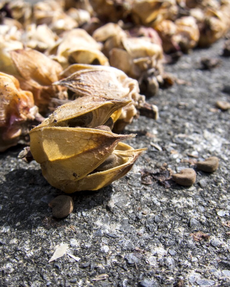 Nature food wood