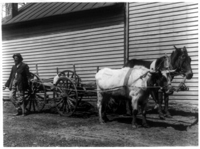 African American man with steer and mule pulling wagon LCCN97507997