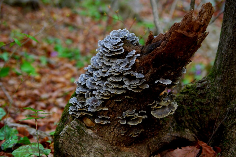 Bryophyta mushroom hill