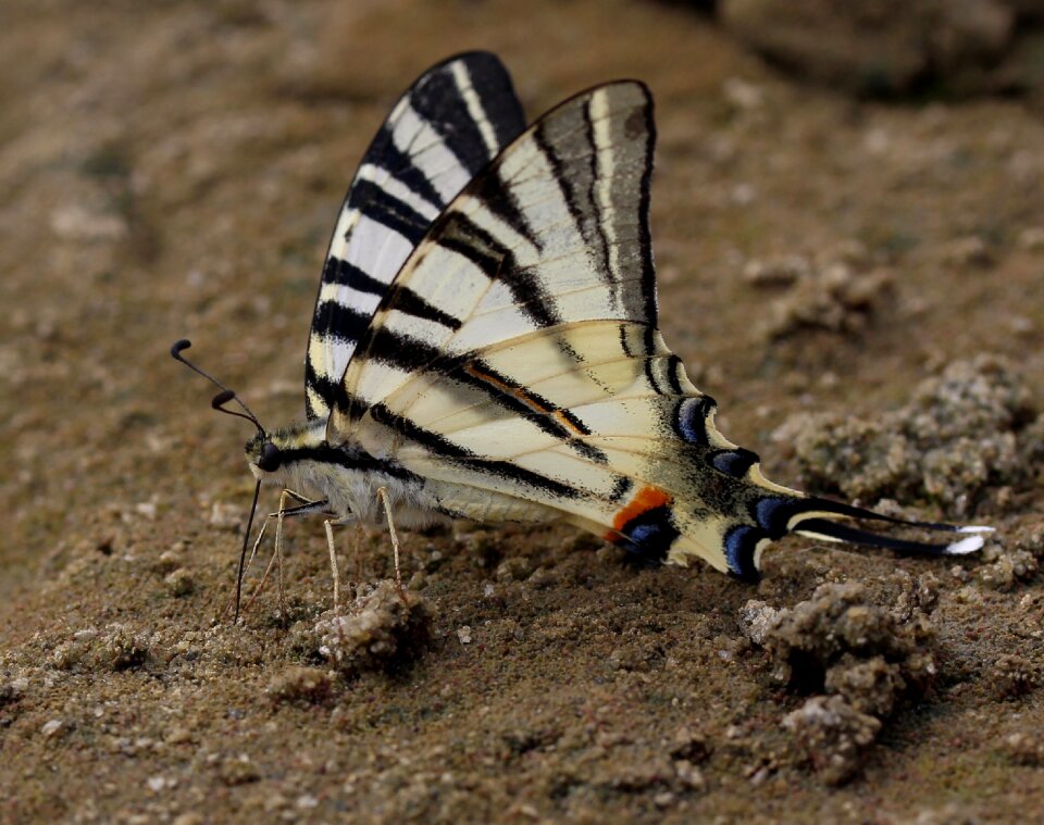 Dovetail insecta nature