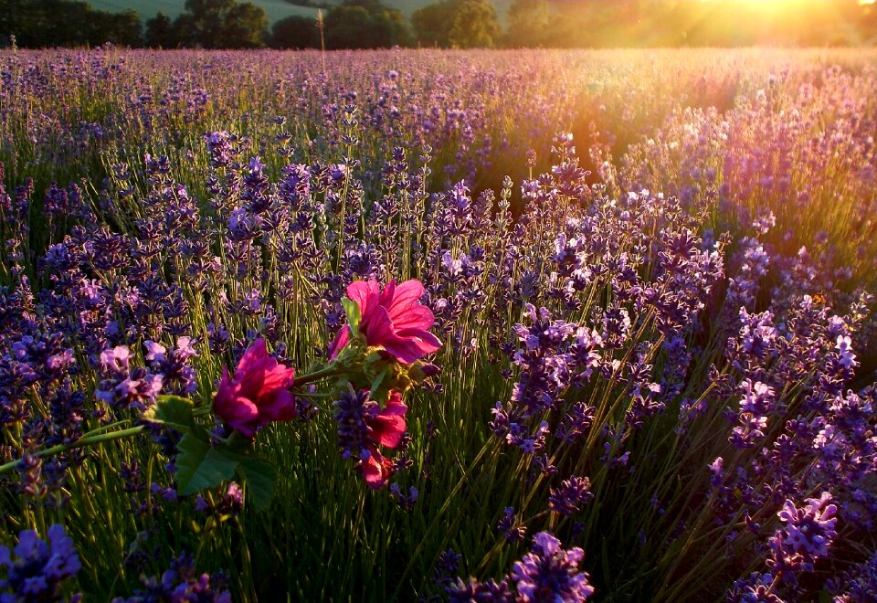 Lavandula officinalis scented plant purple