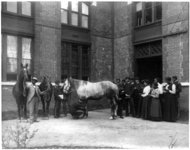 African American students judging horses - Hampton Institute LCCN2001703820