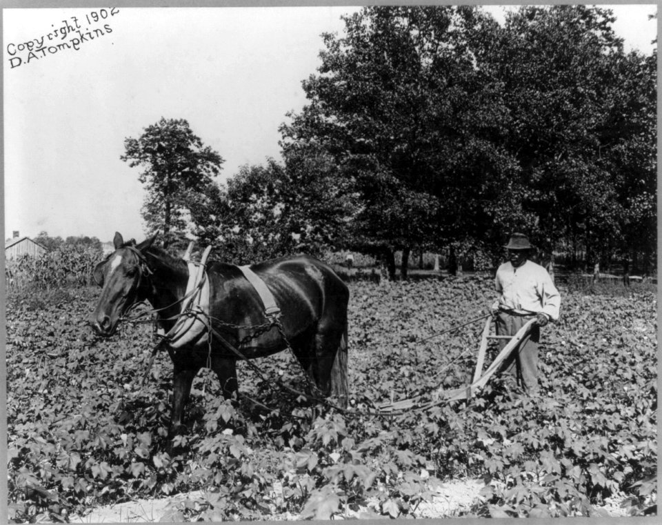 African American man with horse cultivating cotton with plow, N.C. LCCN2004668251