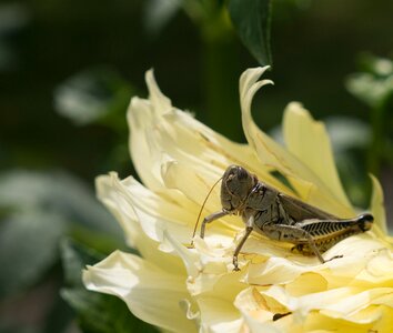 Zinnia sunflower insect