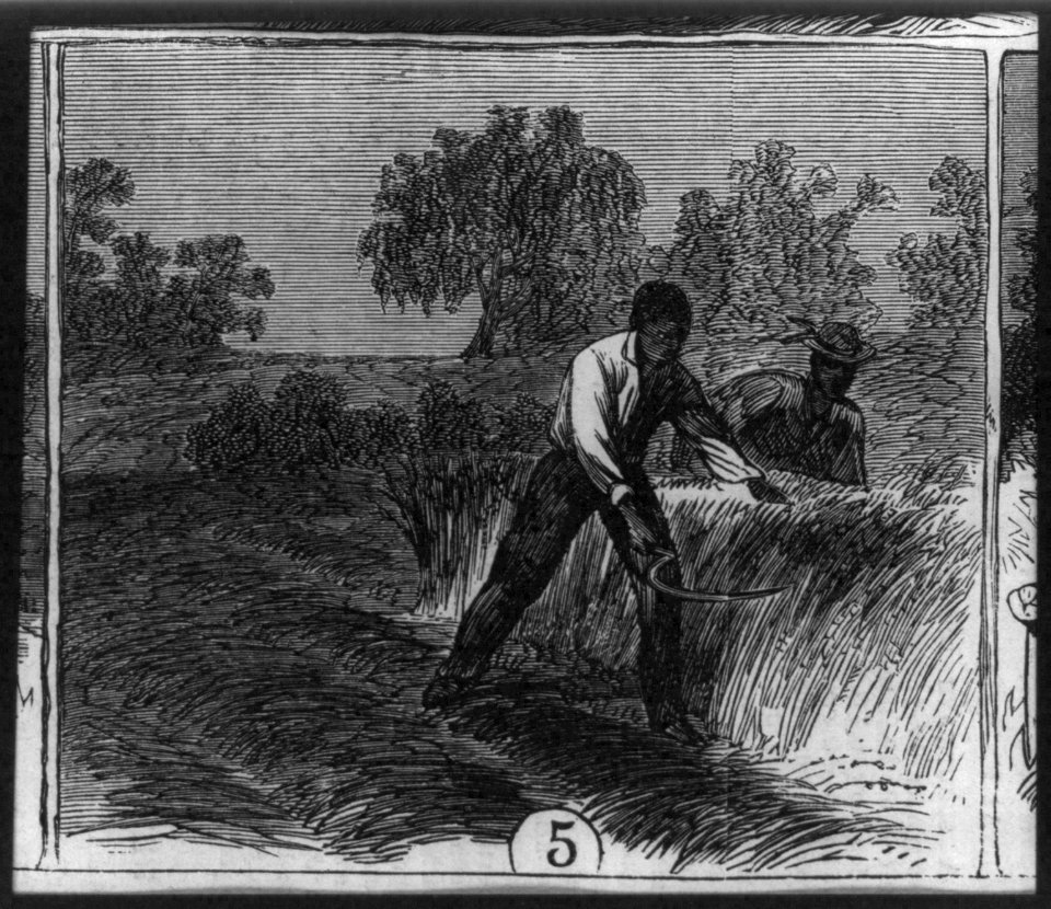 African American workers on Cape Fear River rice plantation, N.C. Reaping LCCN2007677025