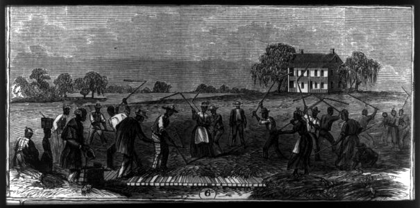 African American workers on Cape Fear River rice plantation, N.C. Threshing LCCN2007677024